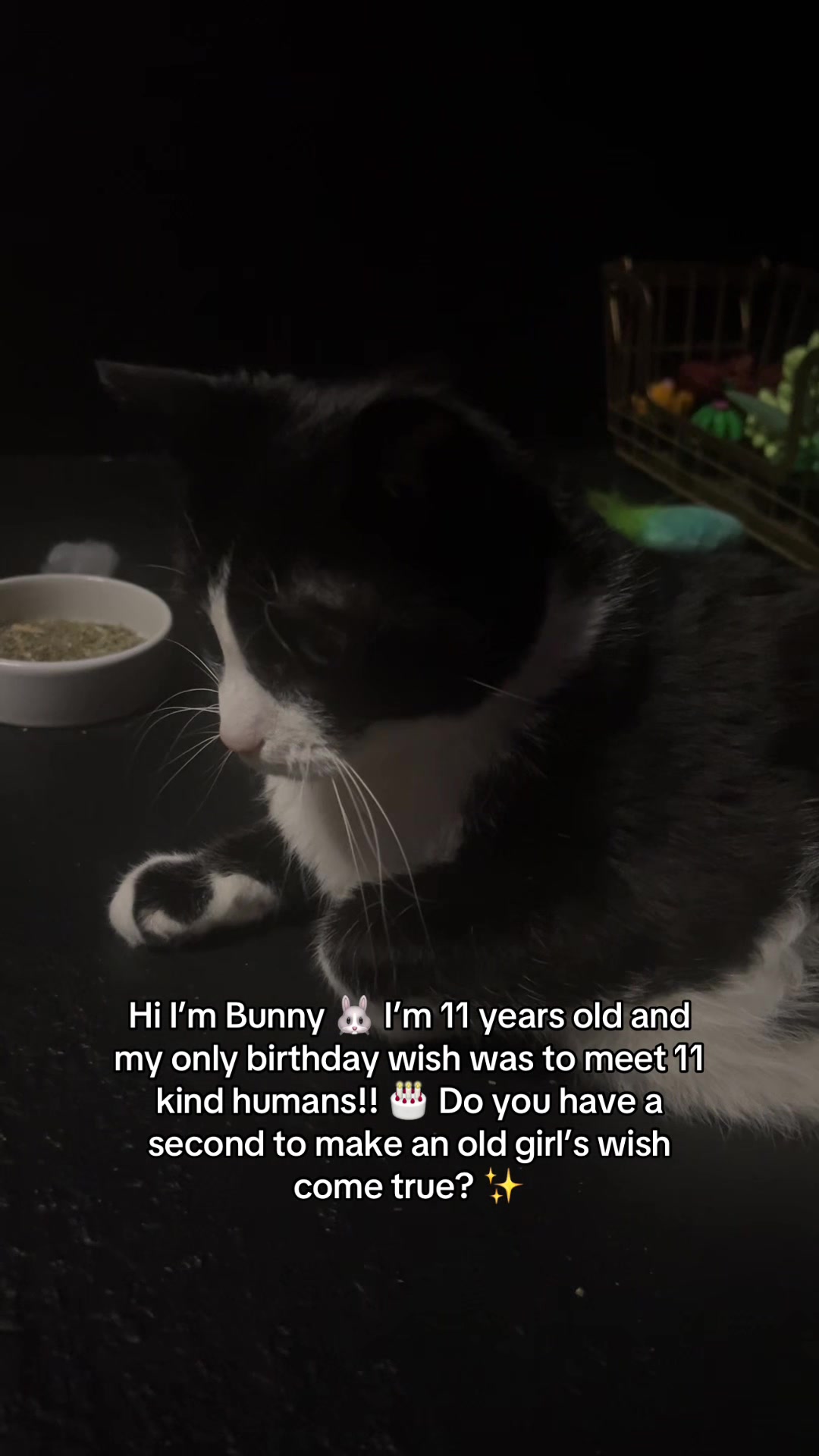 @Bunny