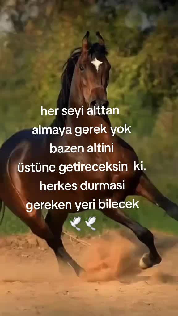 @güvercin🕊