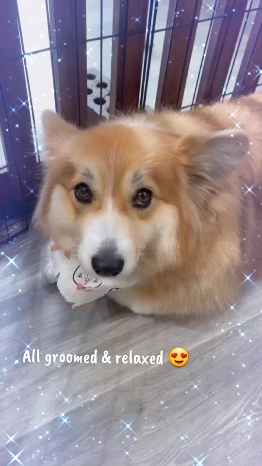 @Maru Maru Pet Services