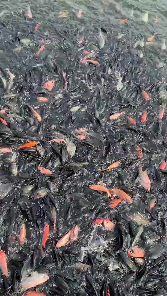 @"HAJI R FISHH" ๐๐