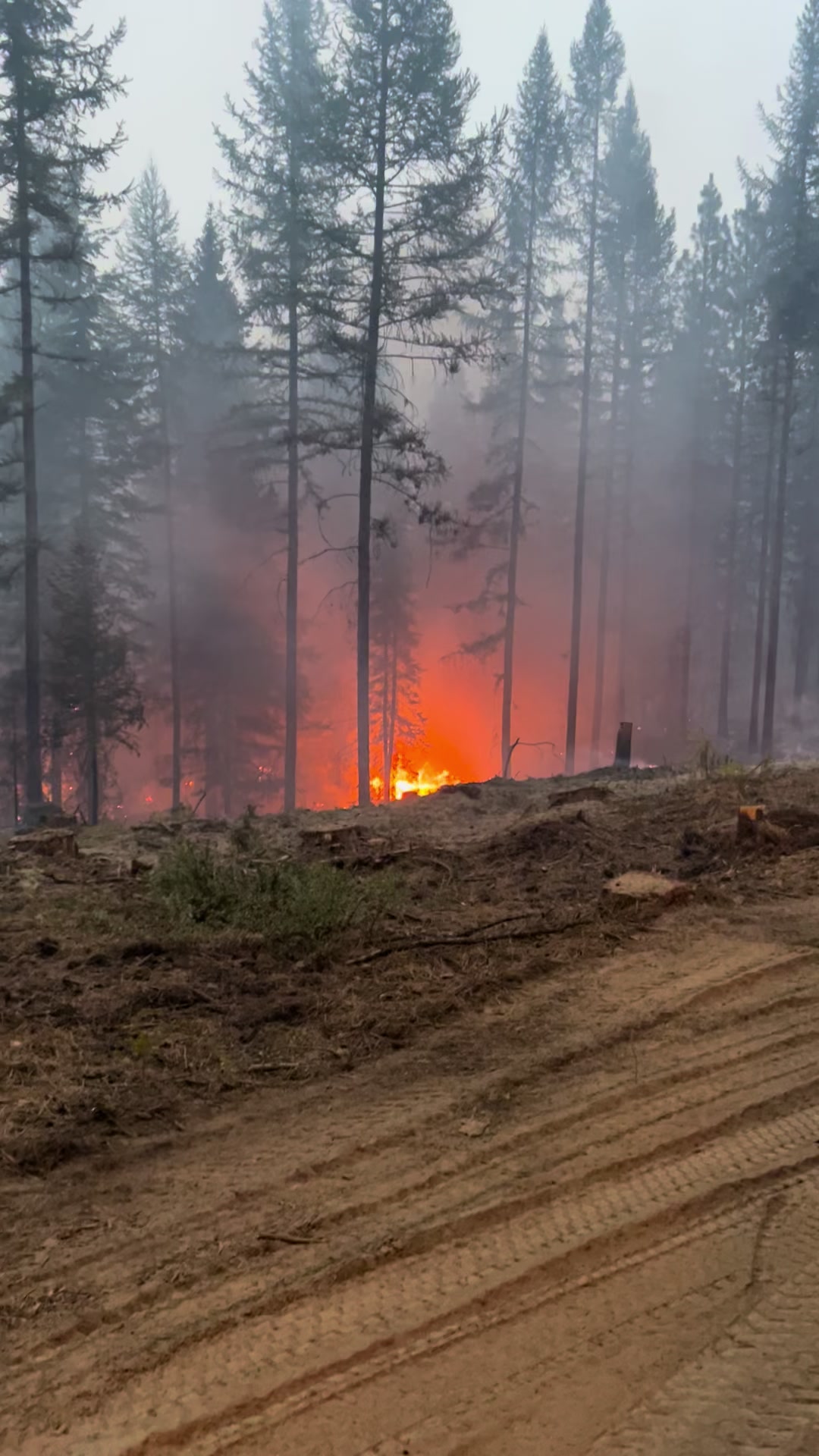 @iamwildland