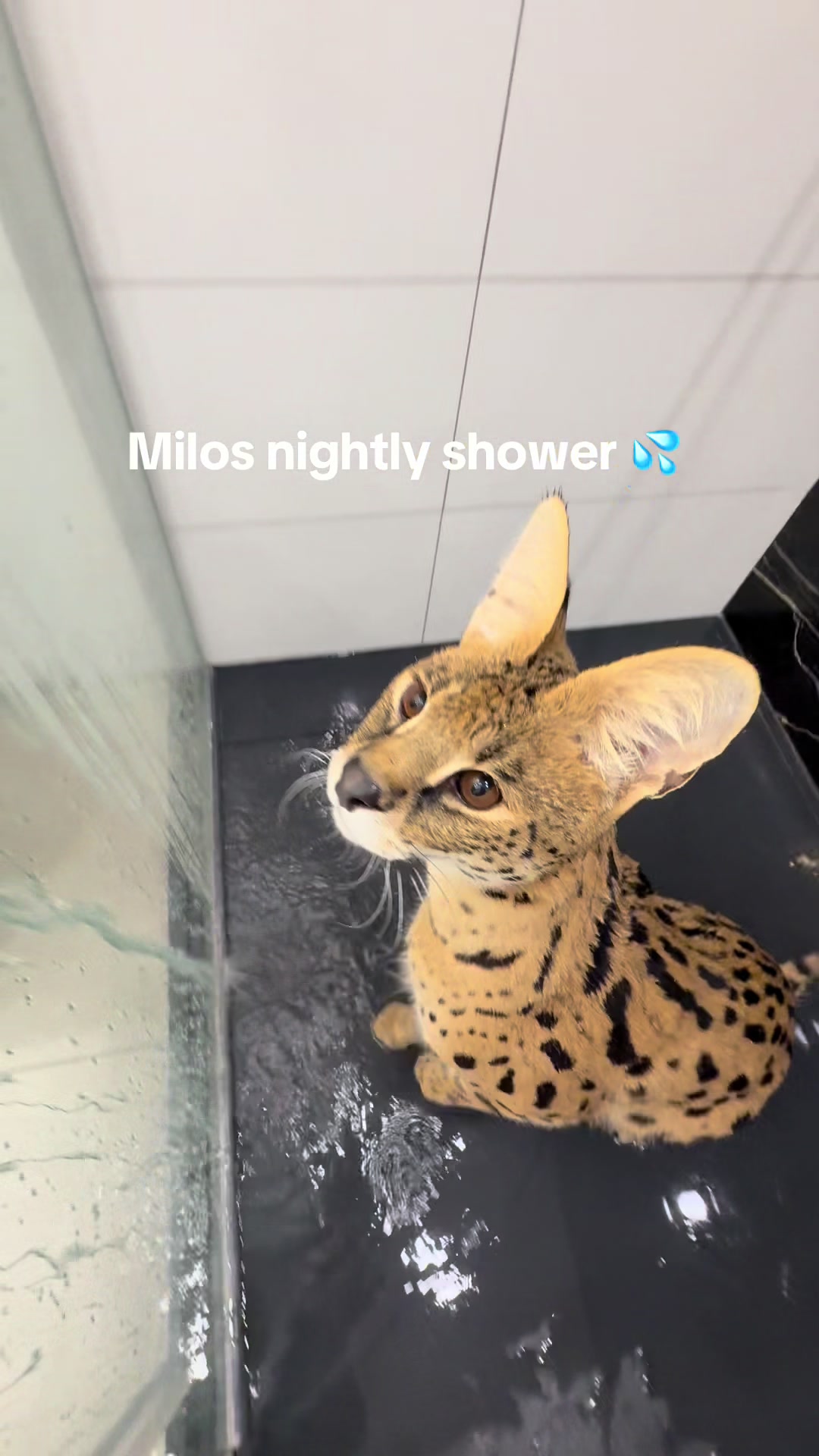 @milo the serval