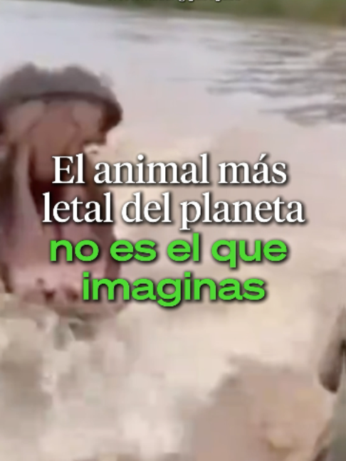 @Ahora Entiendo