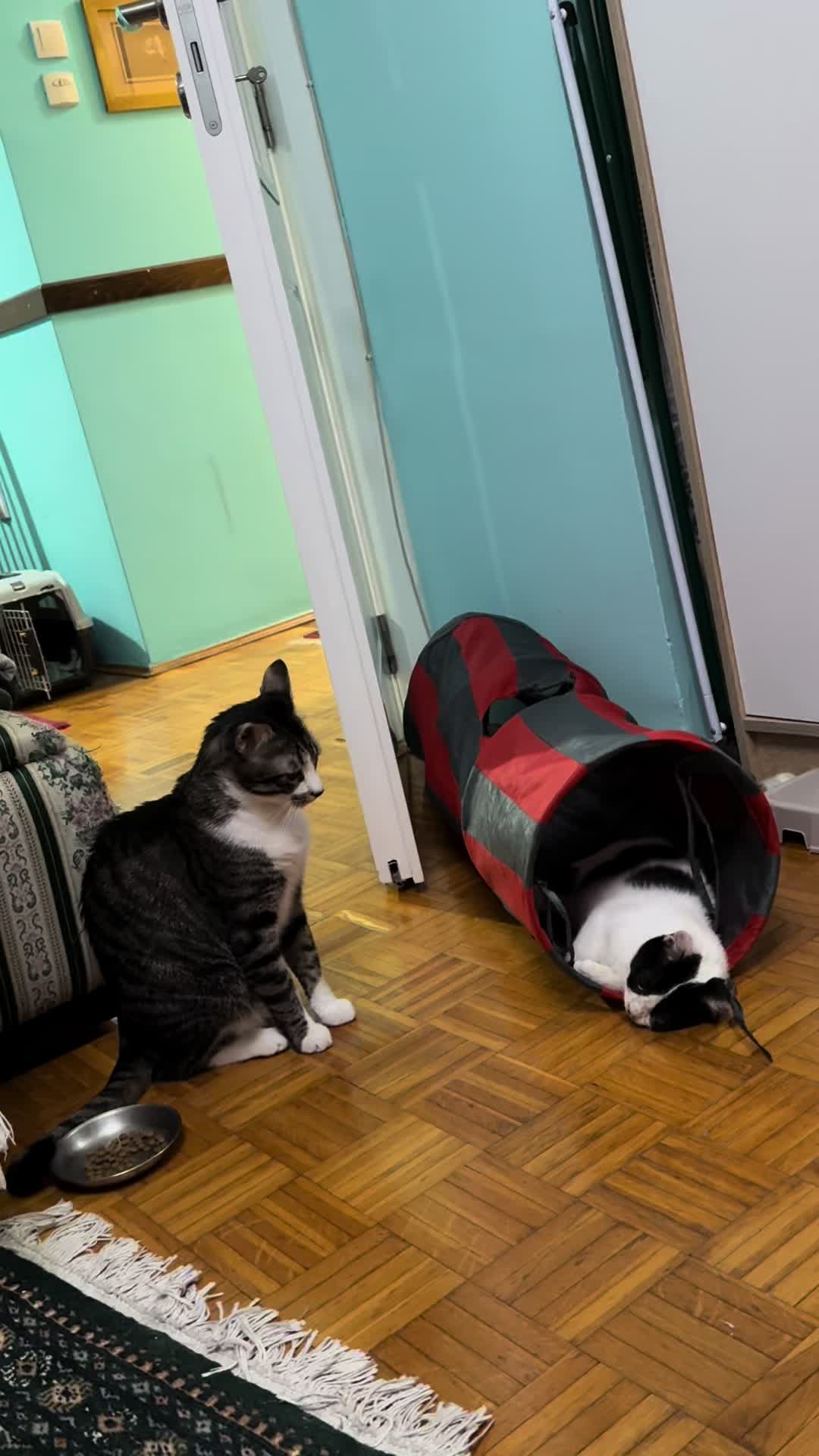 @Srećko & Rista 🐈⬛