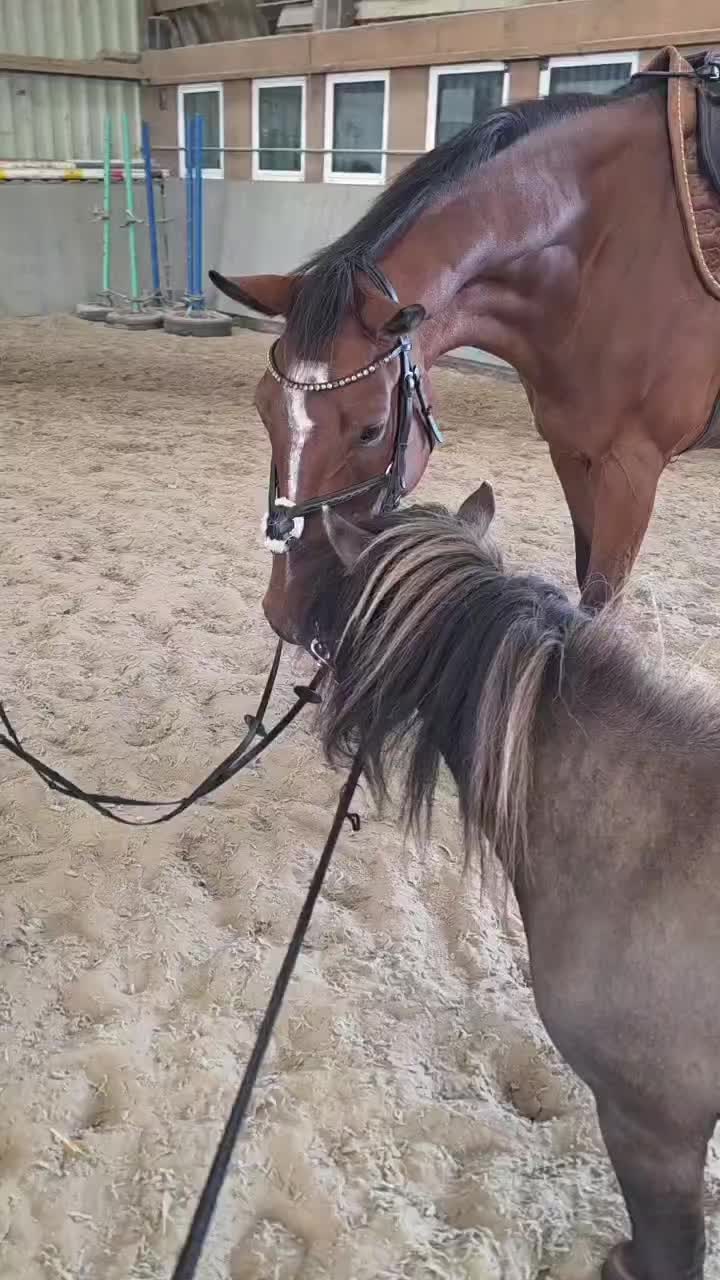 @laura_equestrian25