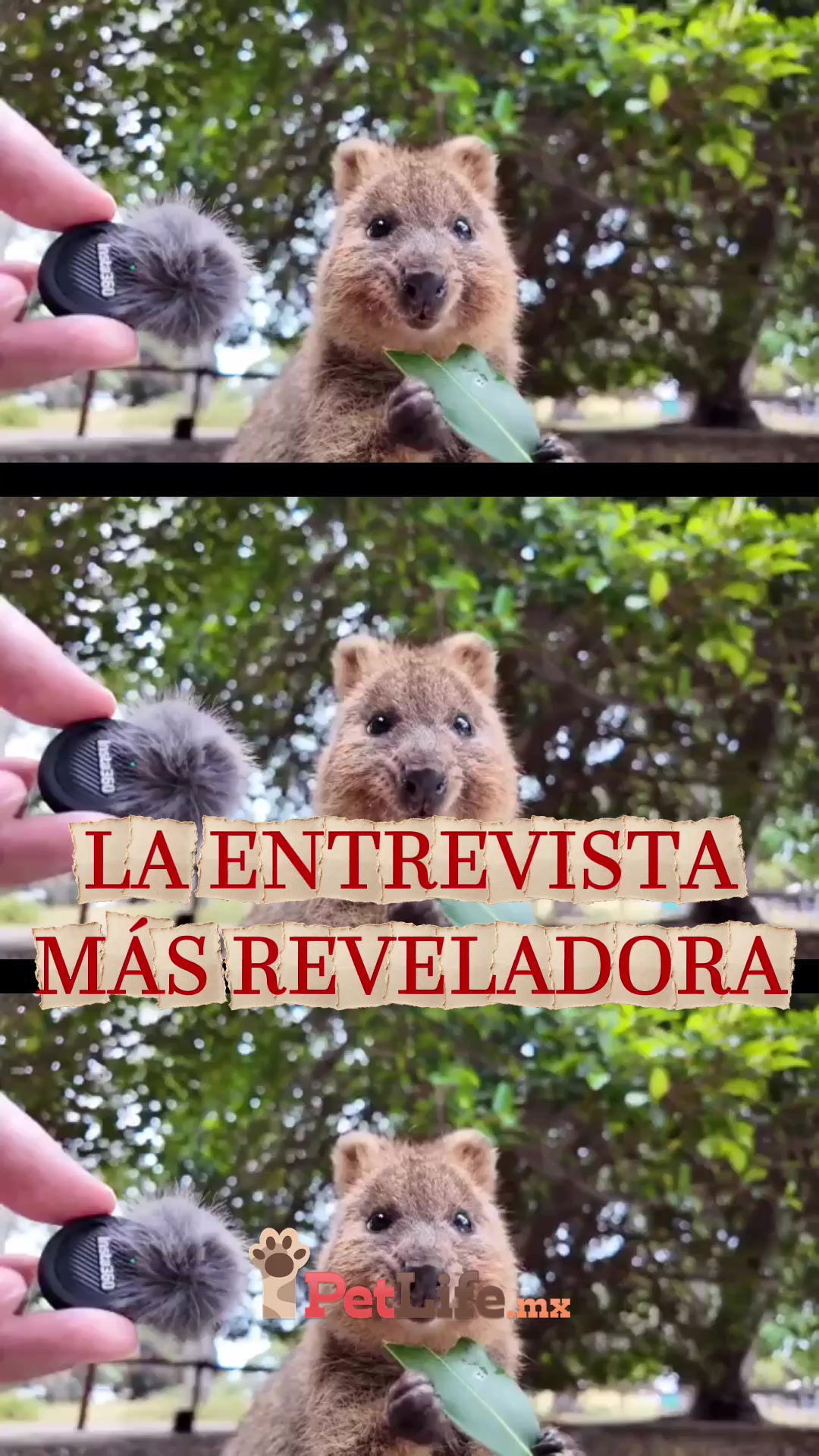 @Petlife