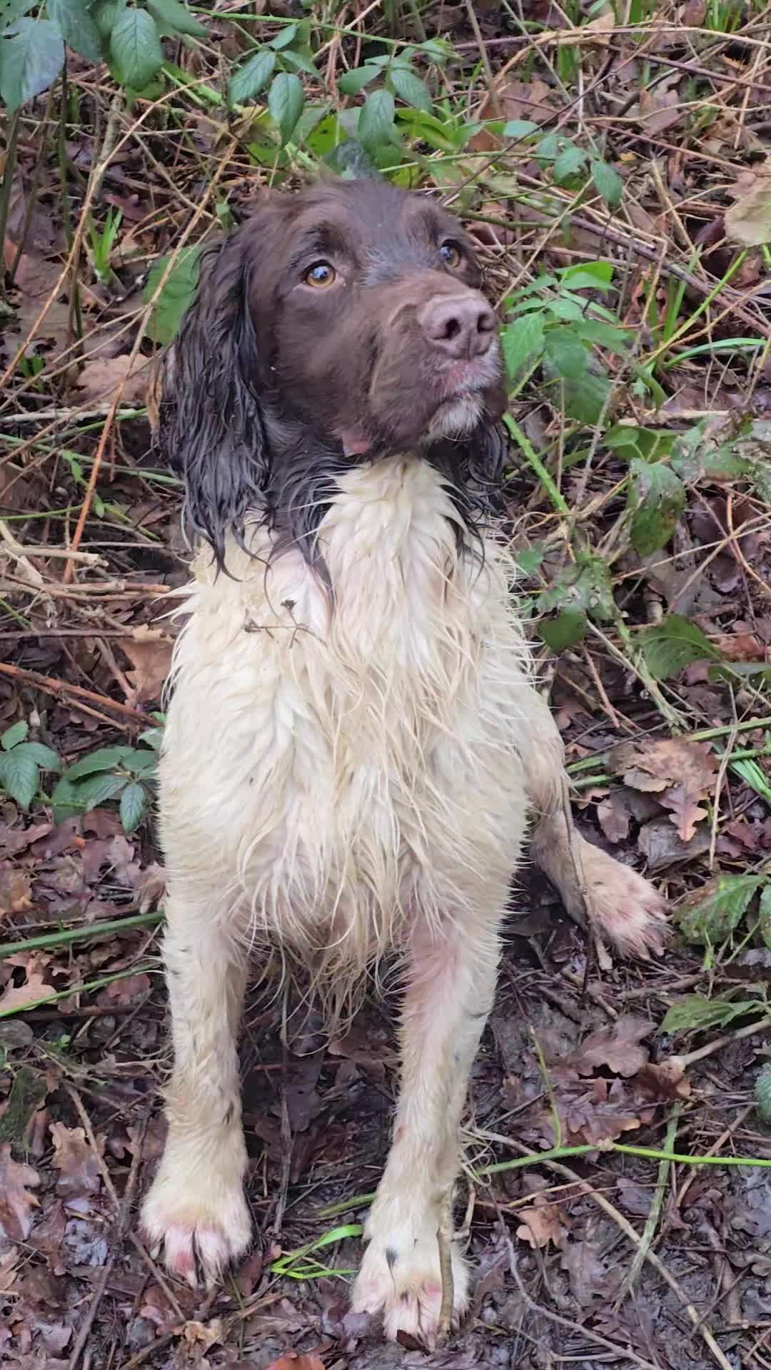 @MillHillGundogs