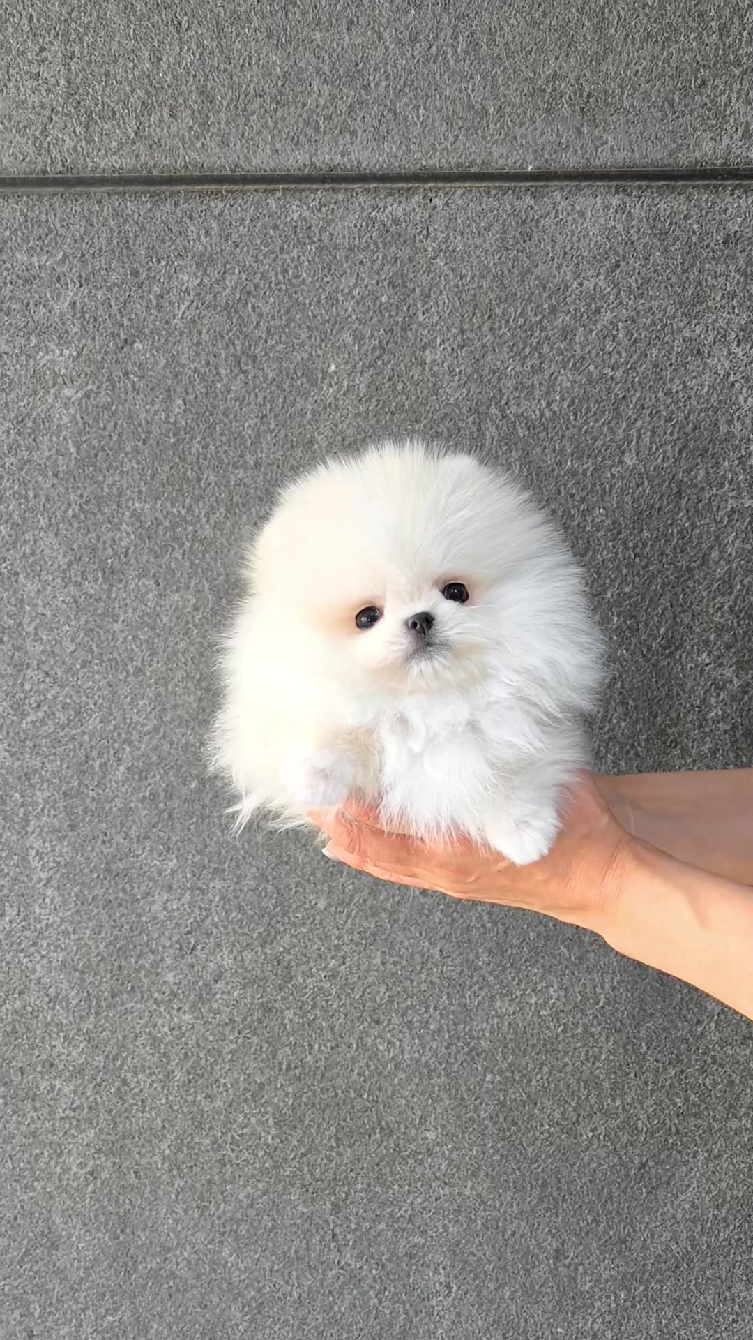 @Dogcastle_TH