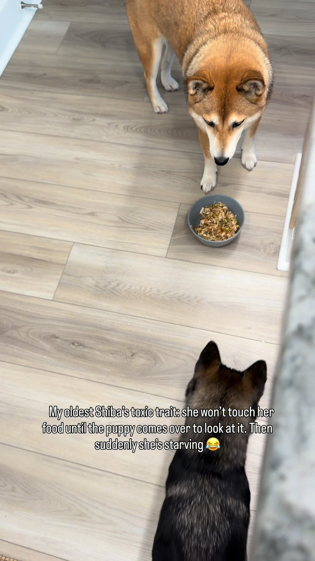 @Jessy & Lexi 🐾