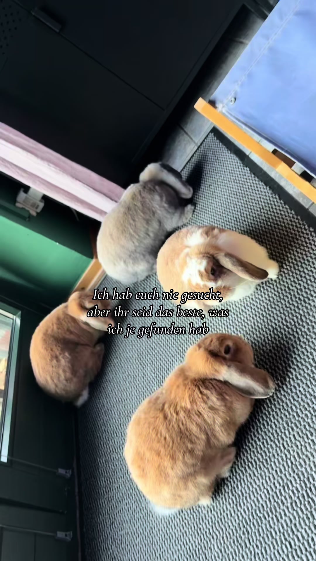 @ᥫ᭡