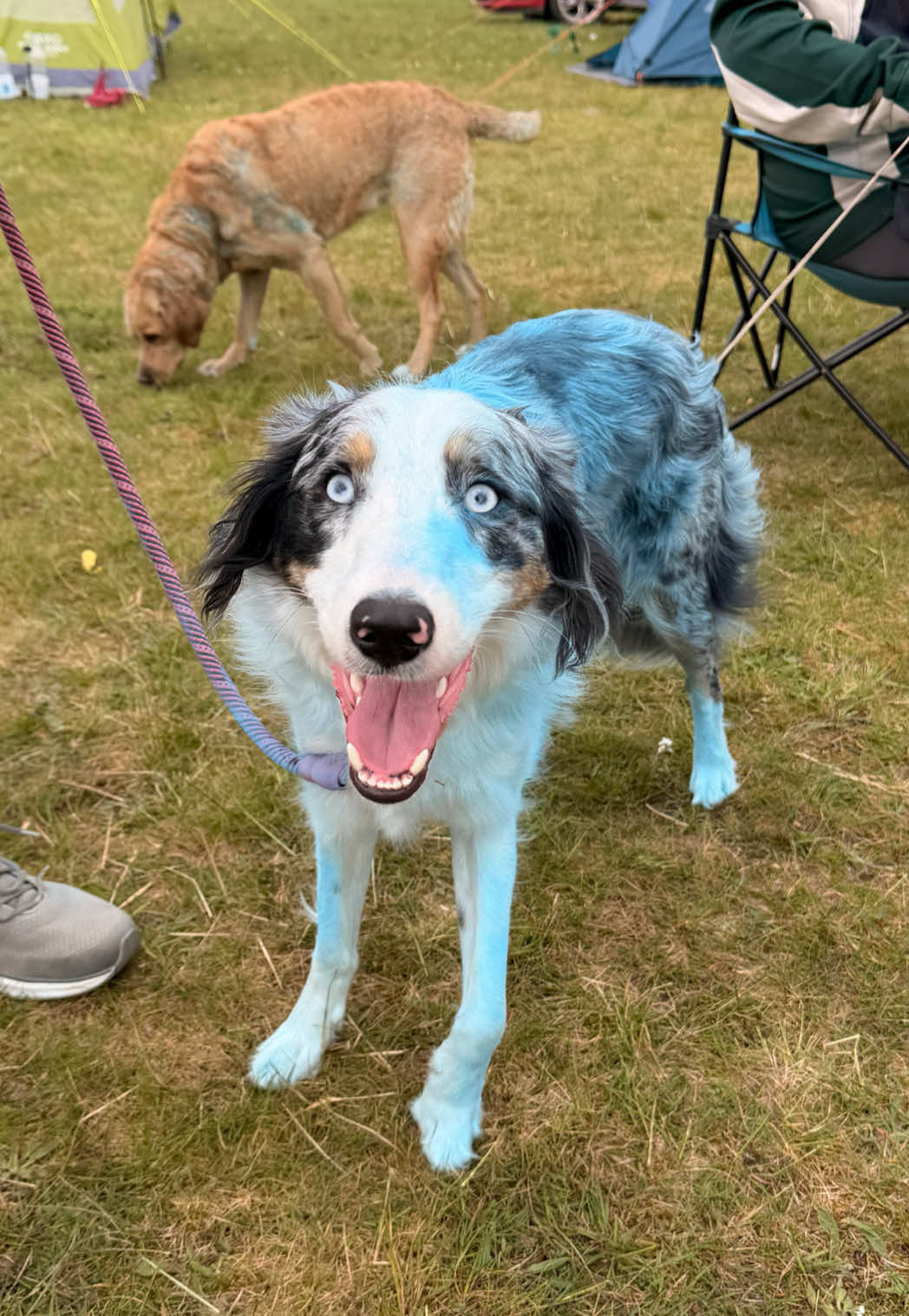 @Pawsitivity Flyball Team