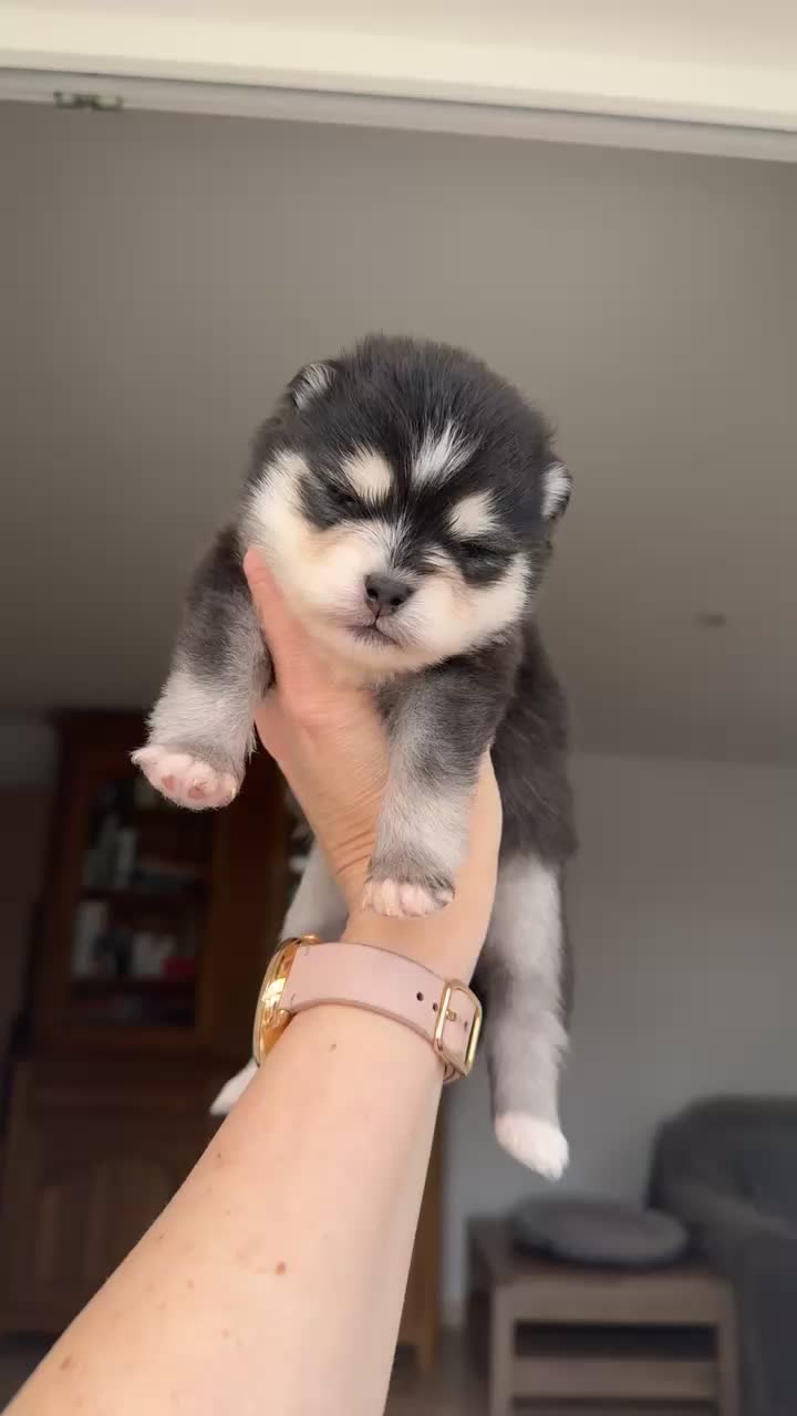 @MCO & POMSKY
