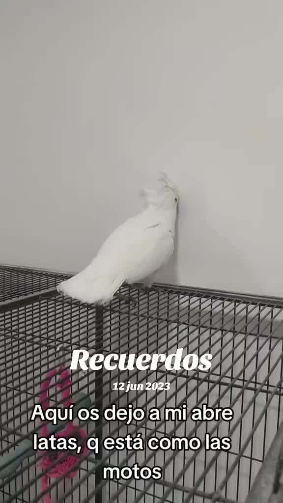 @todosbichosmios