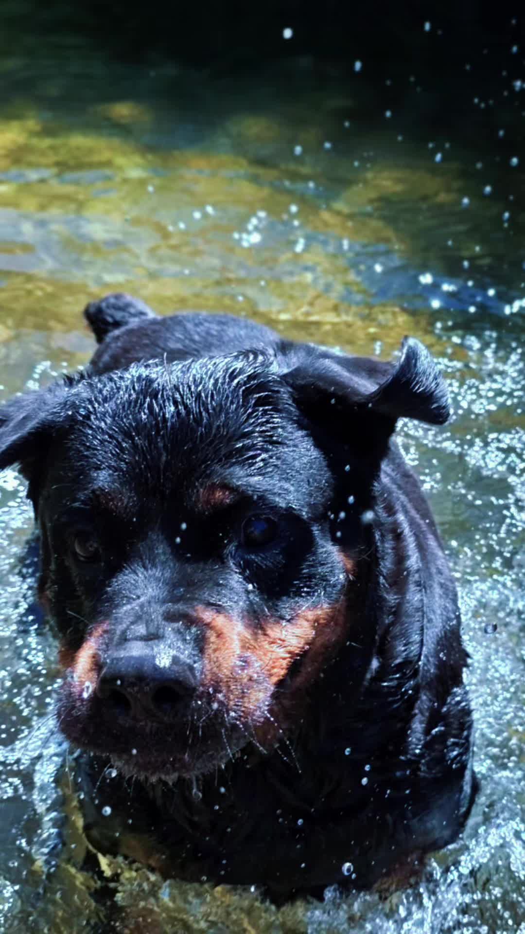 @❤️KyRa❤️RoTTie