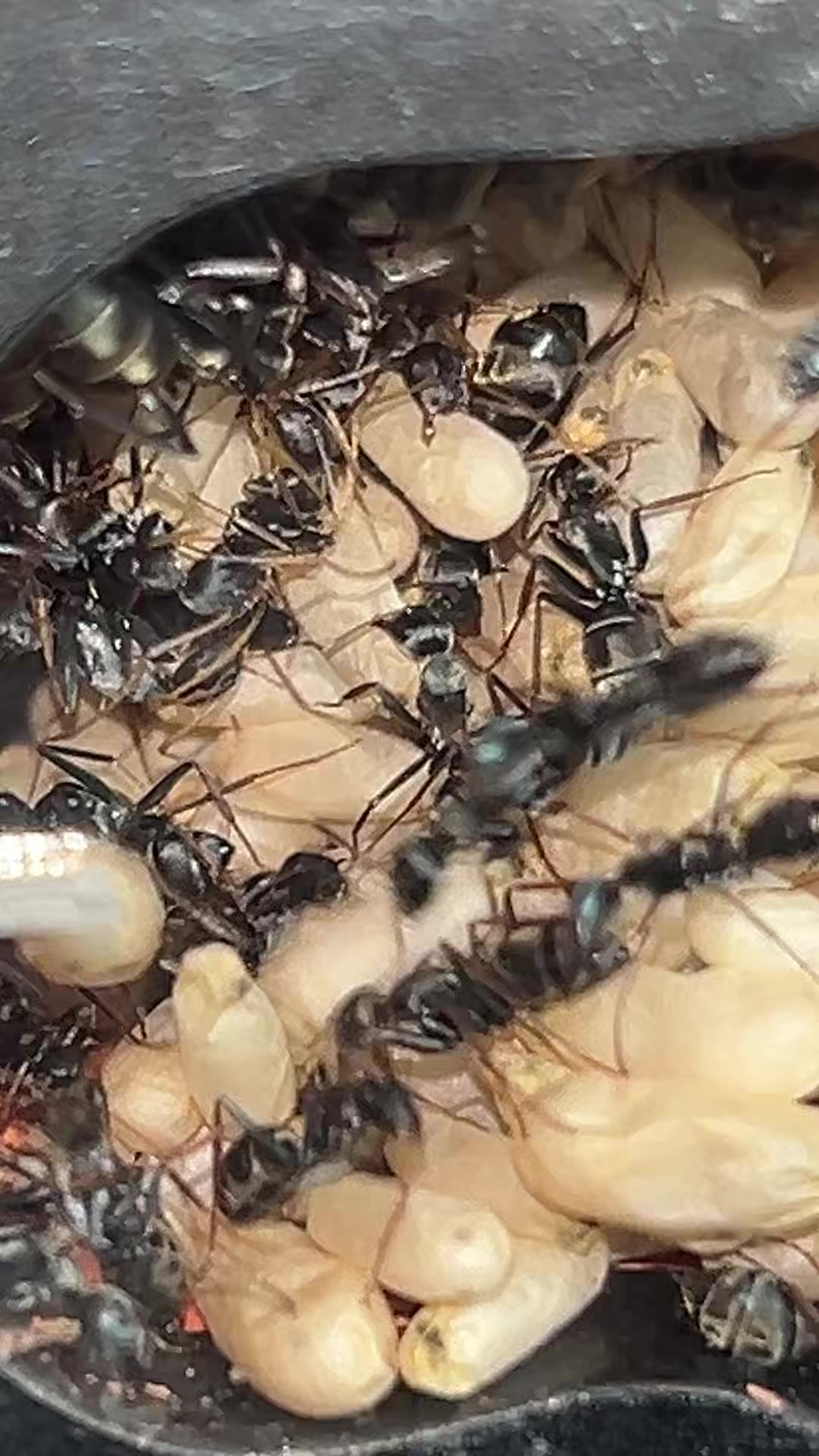 @antshq