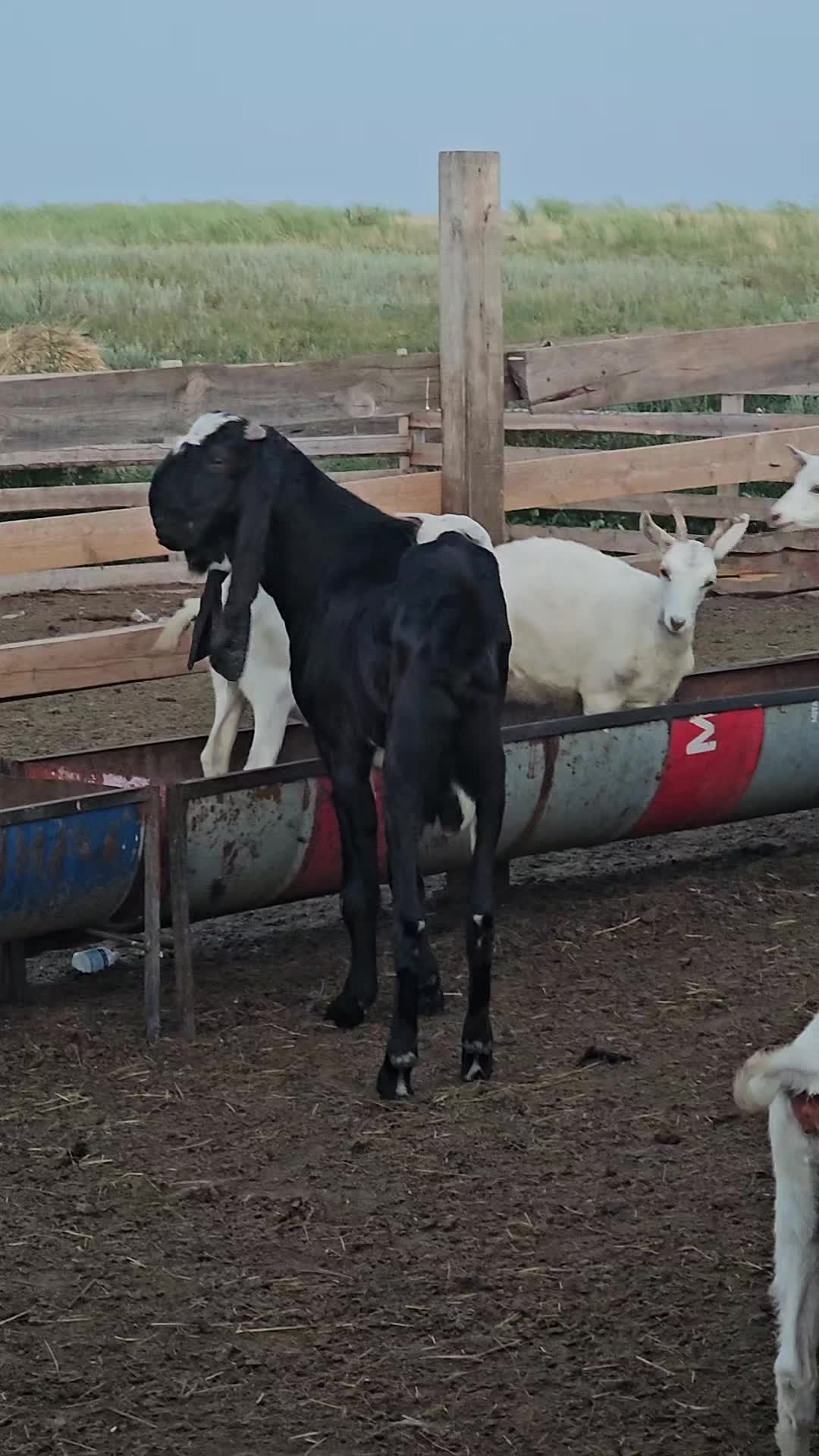 @Гани