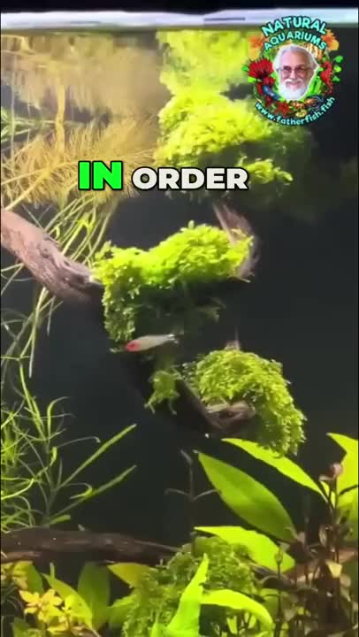 @Father Fish