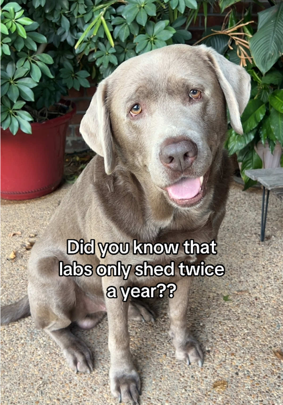 @Hank the Tank | Silver Lab 🩶