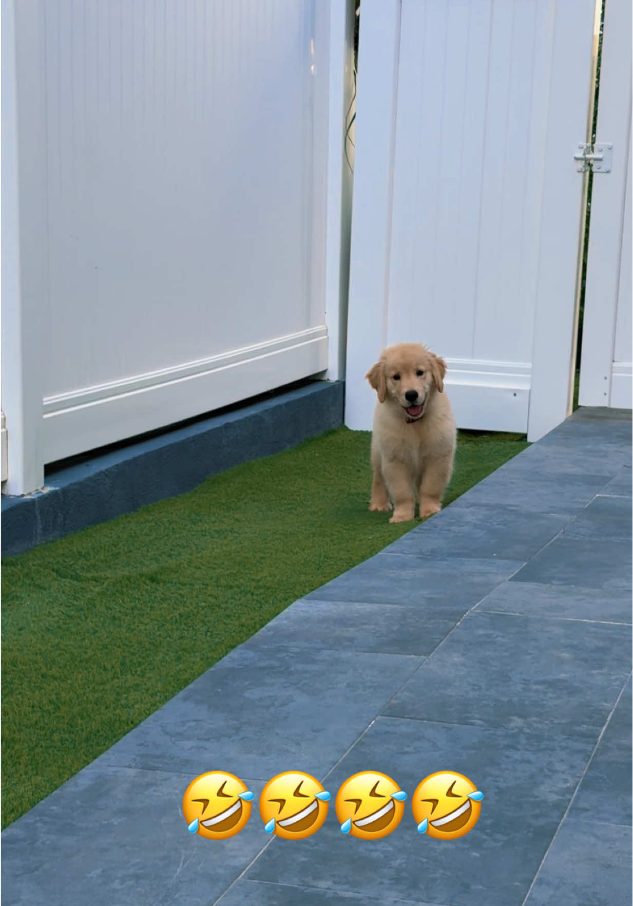 @thepawsisterspr