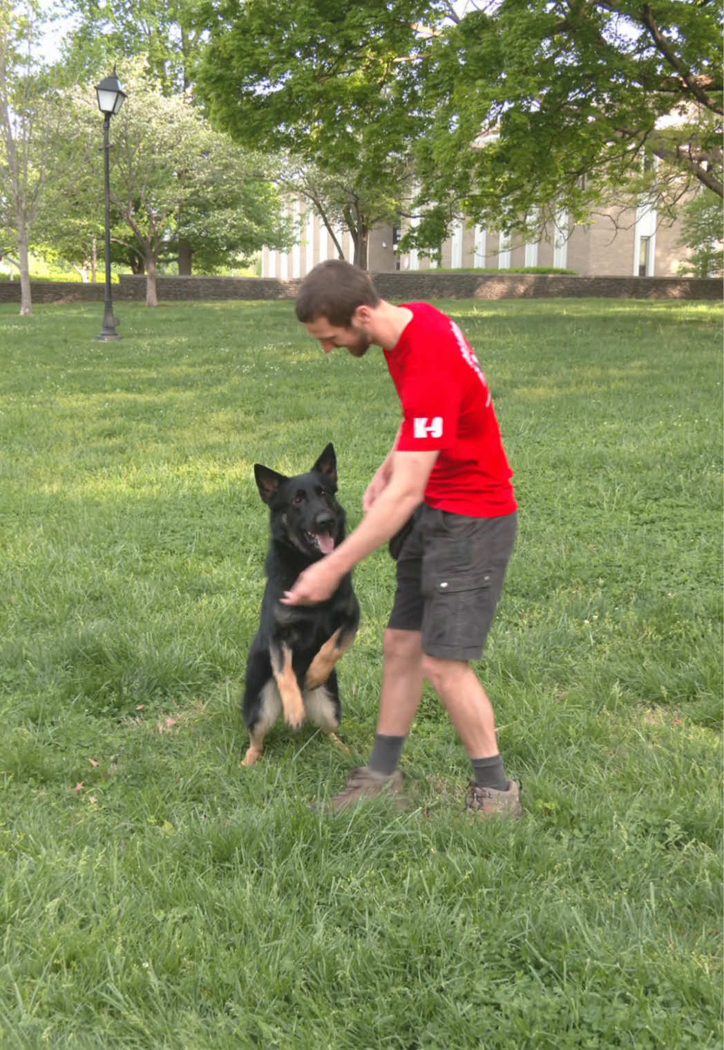 @Protection Dog Sales