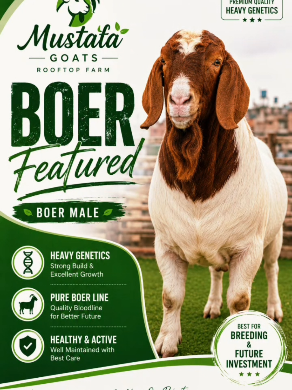 @Mustafa Goats