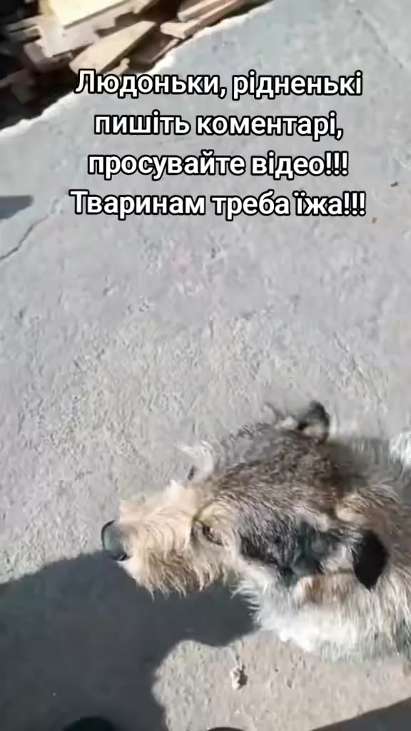 @tvarinkidobra