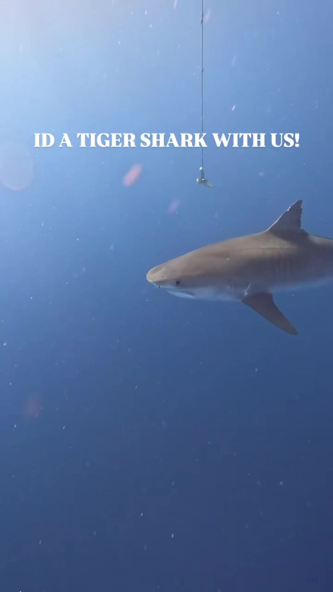 @Ocean Ramsey Sharks