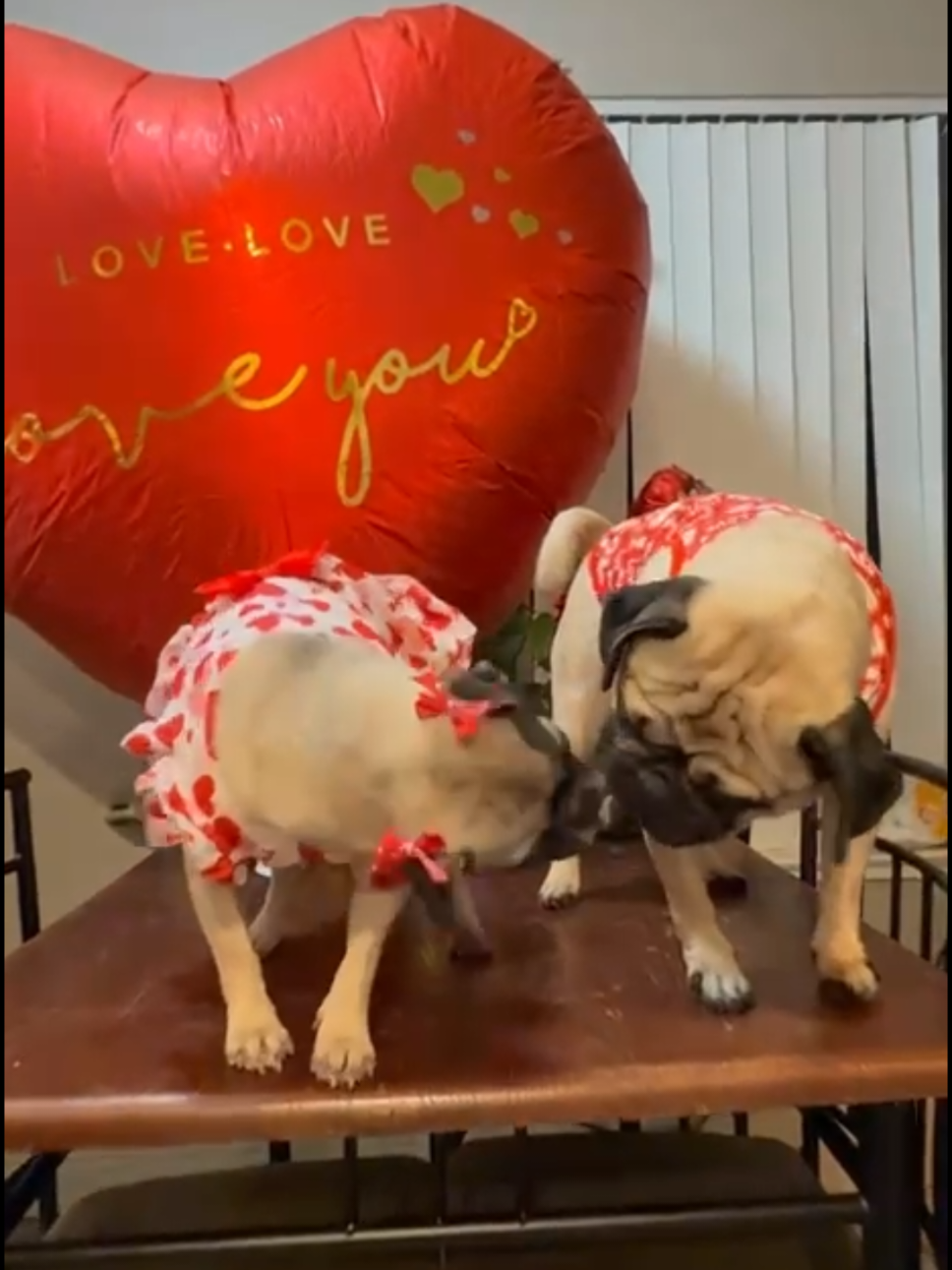 @Pogi y maganda pugs