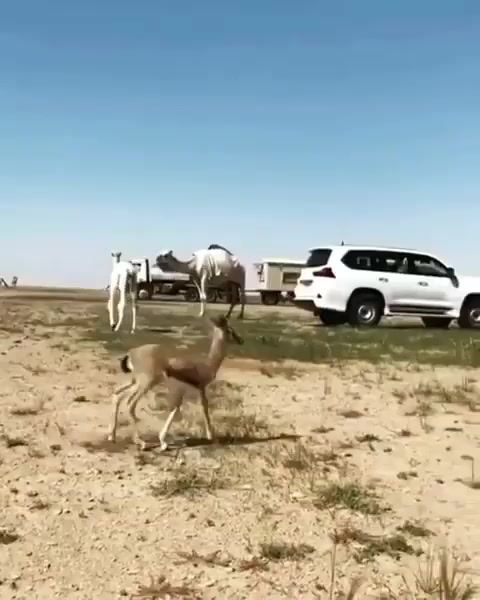 @عَ