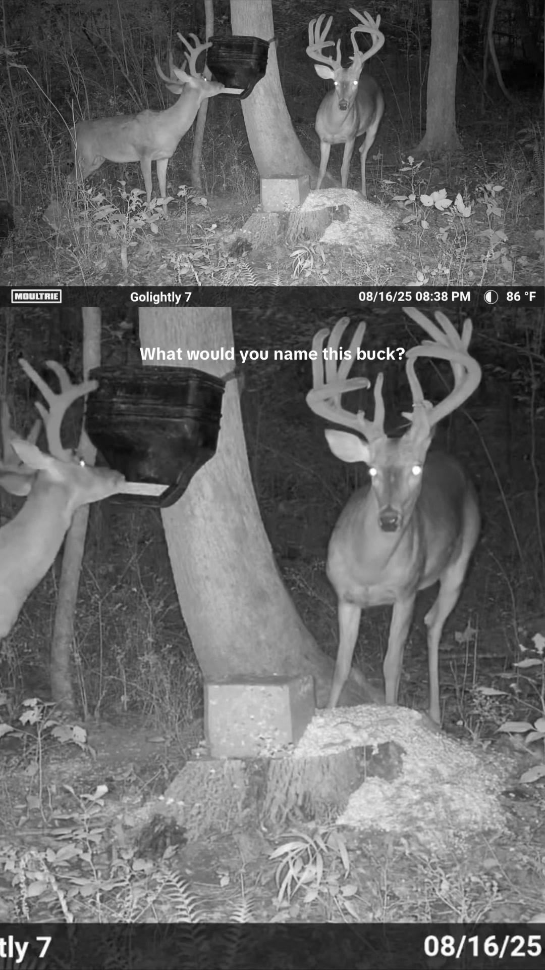 @Moultrie