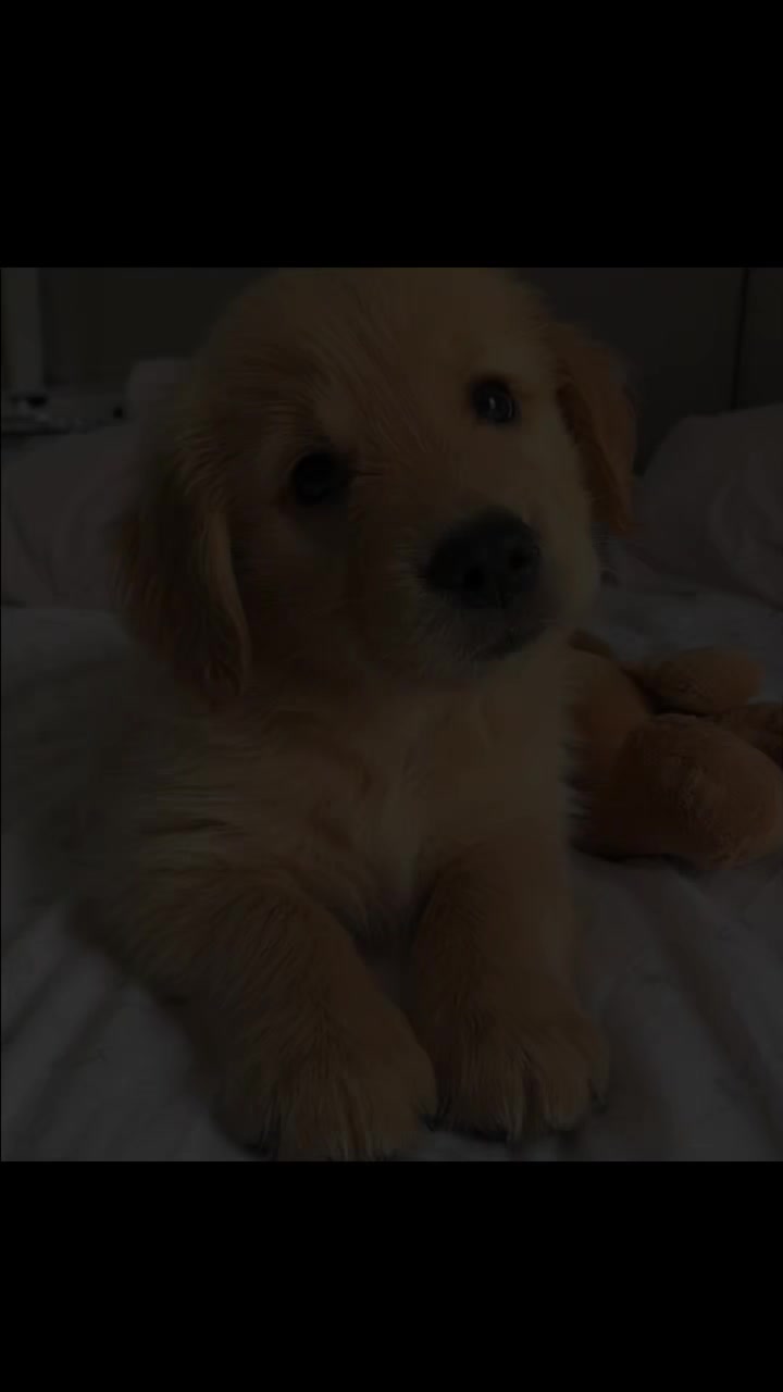 @SusyDog