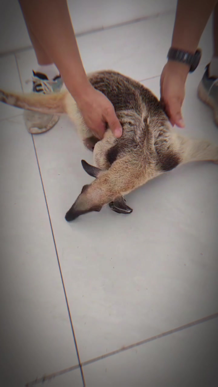 @網上動物