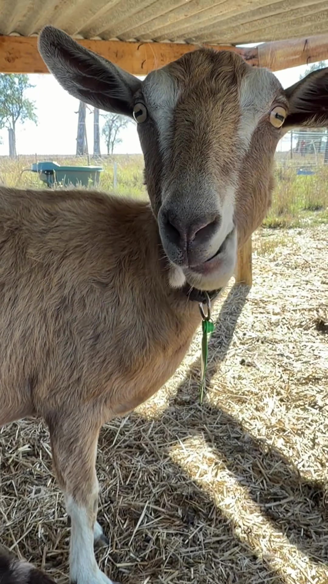 @Thegoatfather