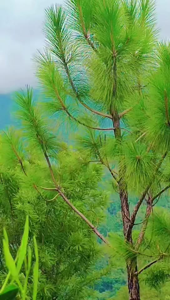 @جنگلی بلی 😺