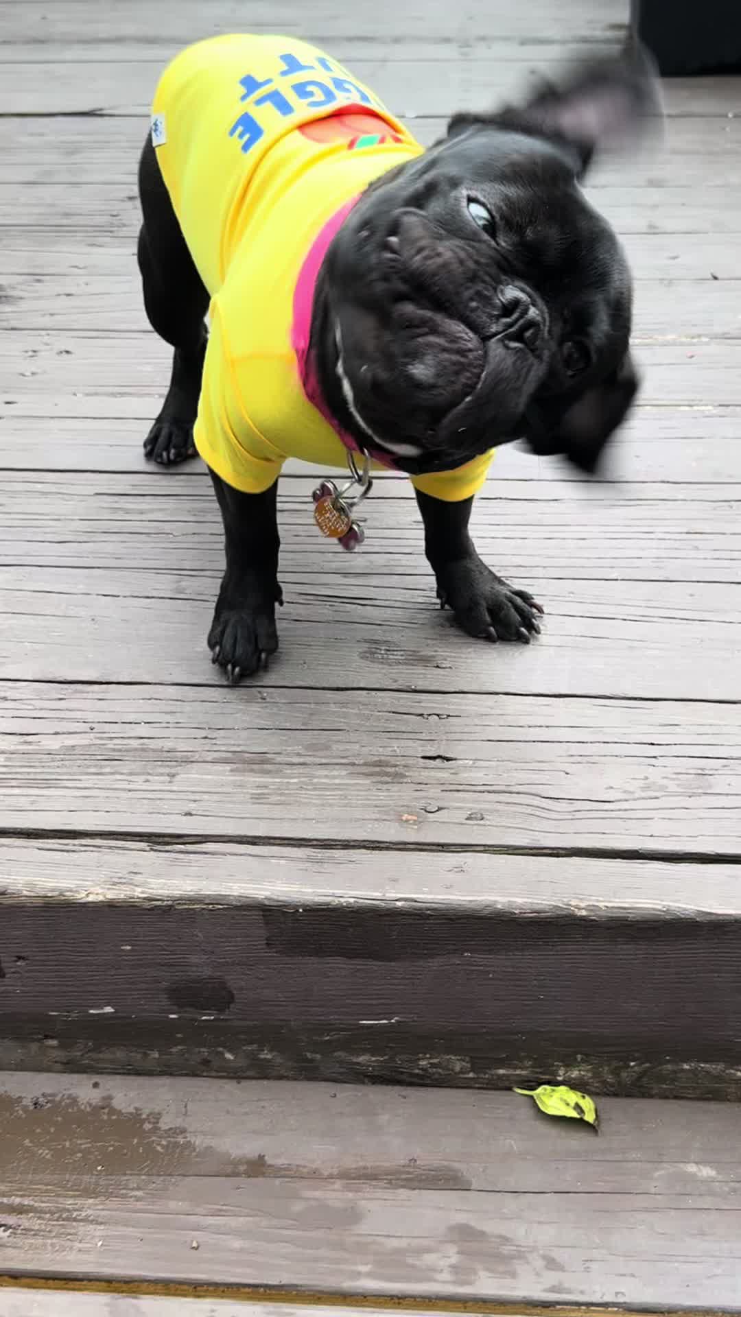 @Hound House Treats