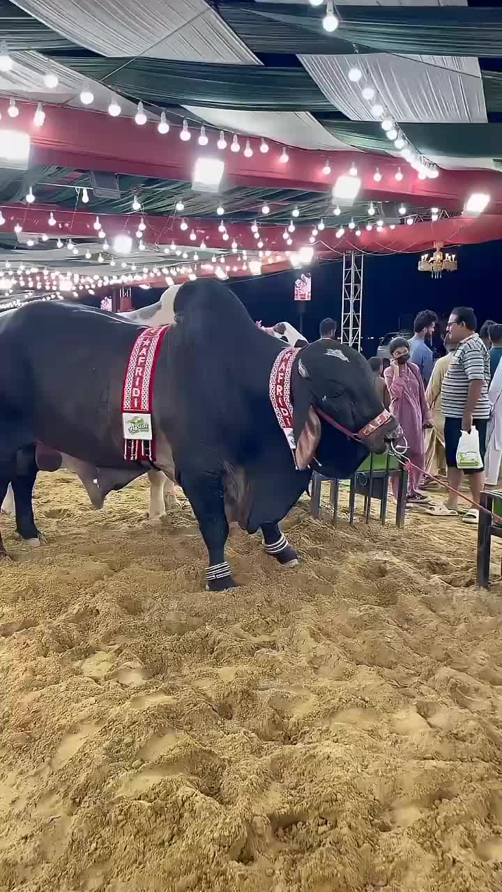 @Karachi Bull lovers