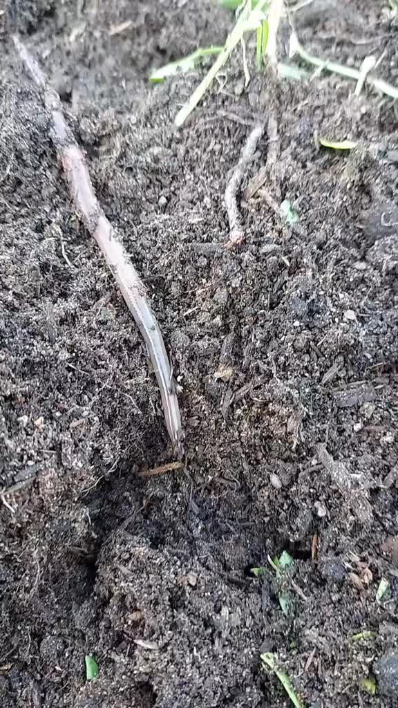 @Humbled.me 🌲PNW Gardener