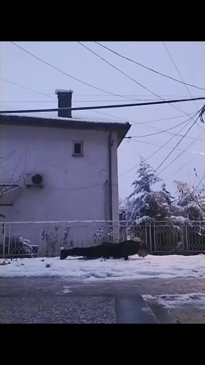 @E.vitanov🦁