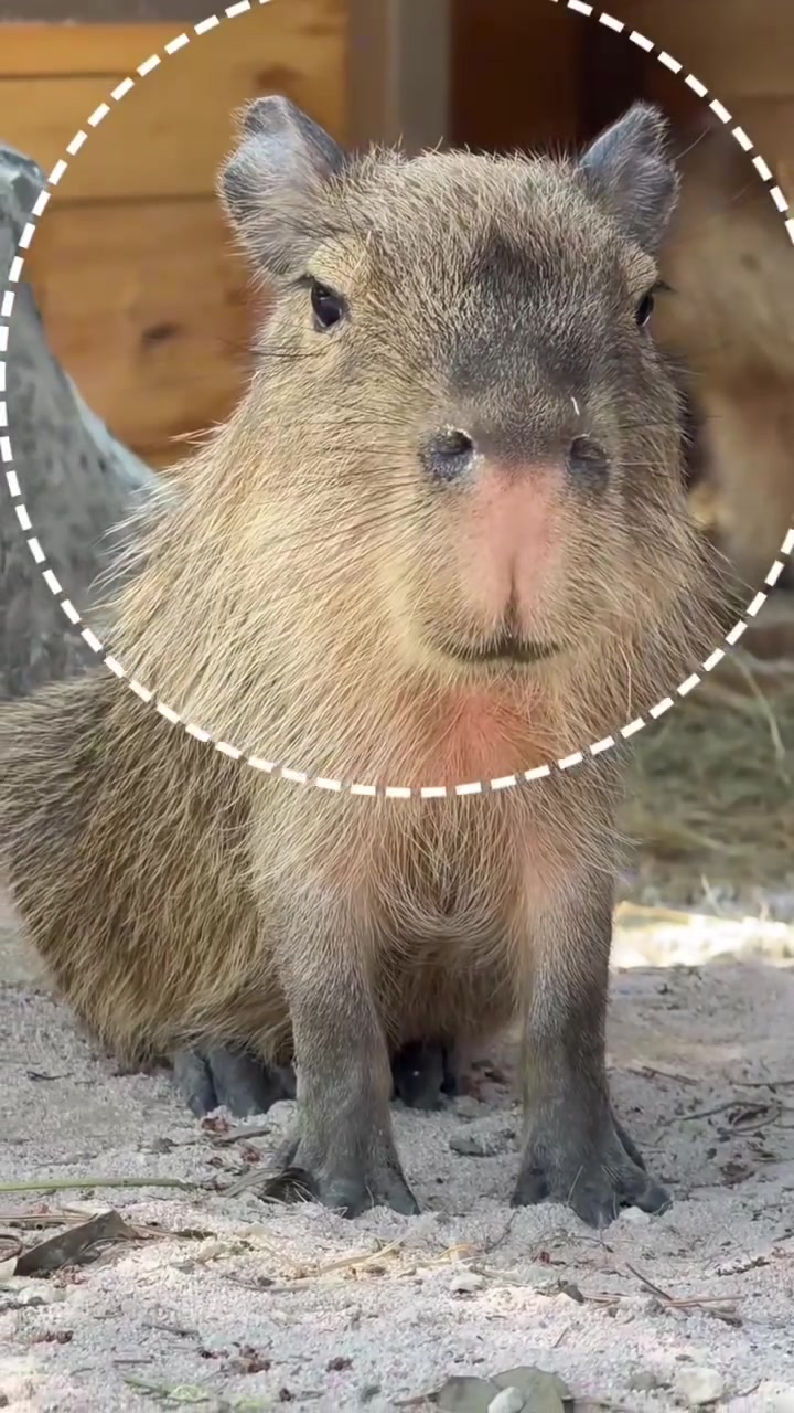 @Capybarabaramedia