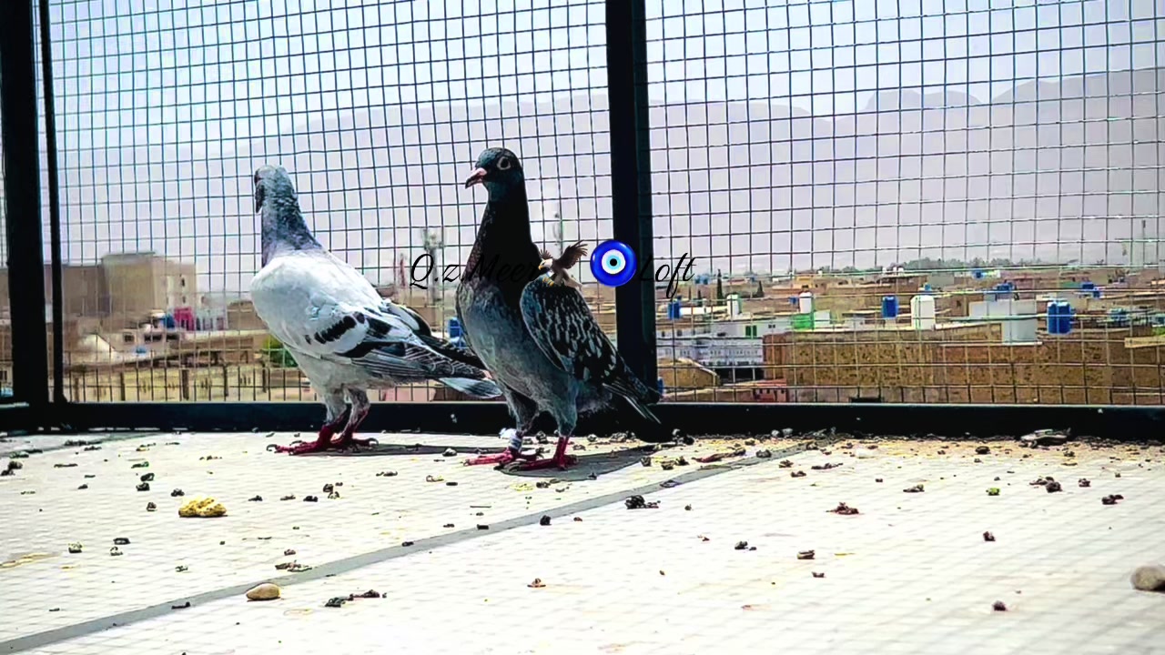 @🕊️L.R .Loft.Q.z.Meer&rsquo;s.Loft🦅