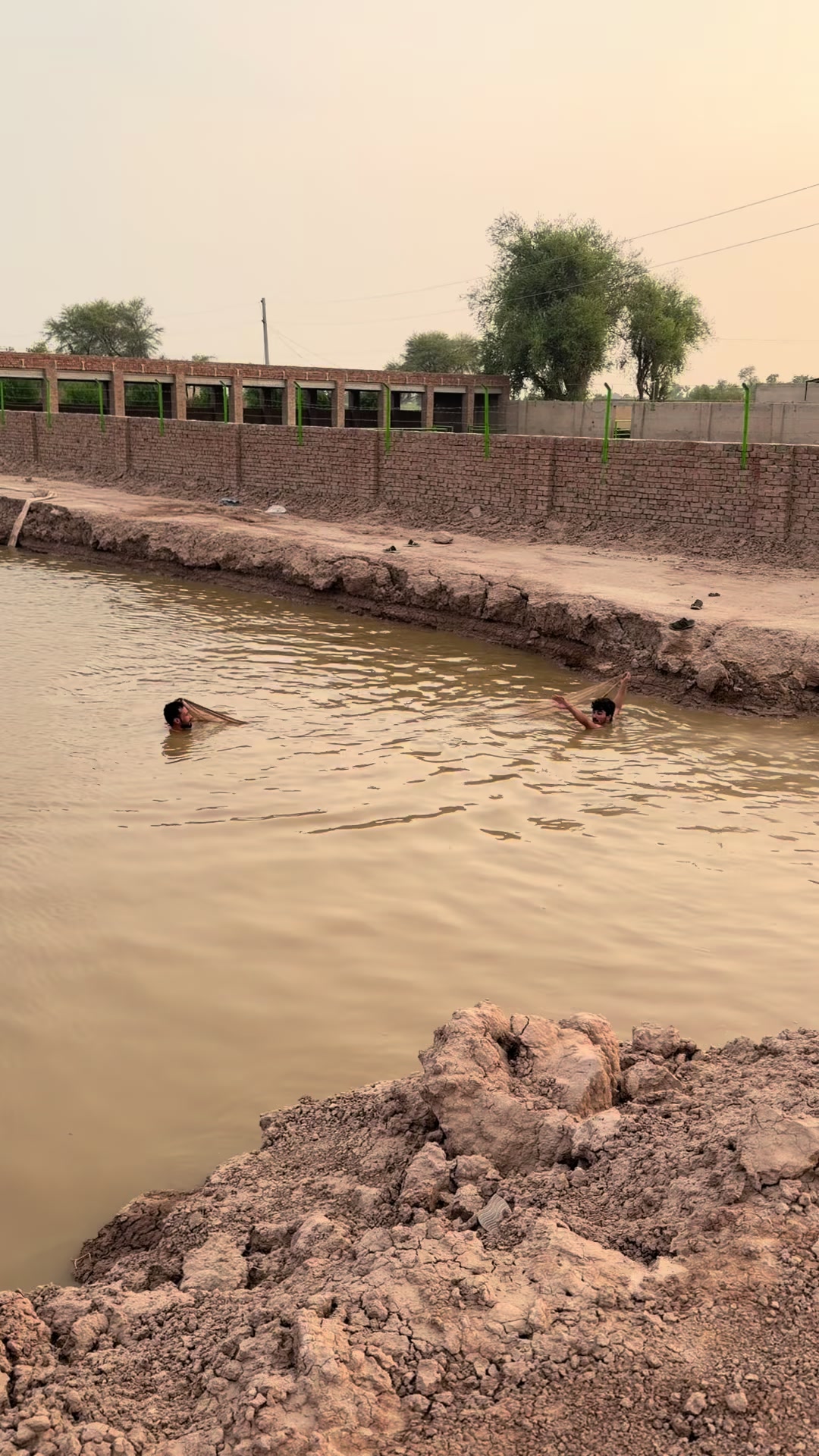 @Malik Dairy Farm 265HR