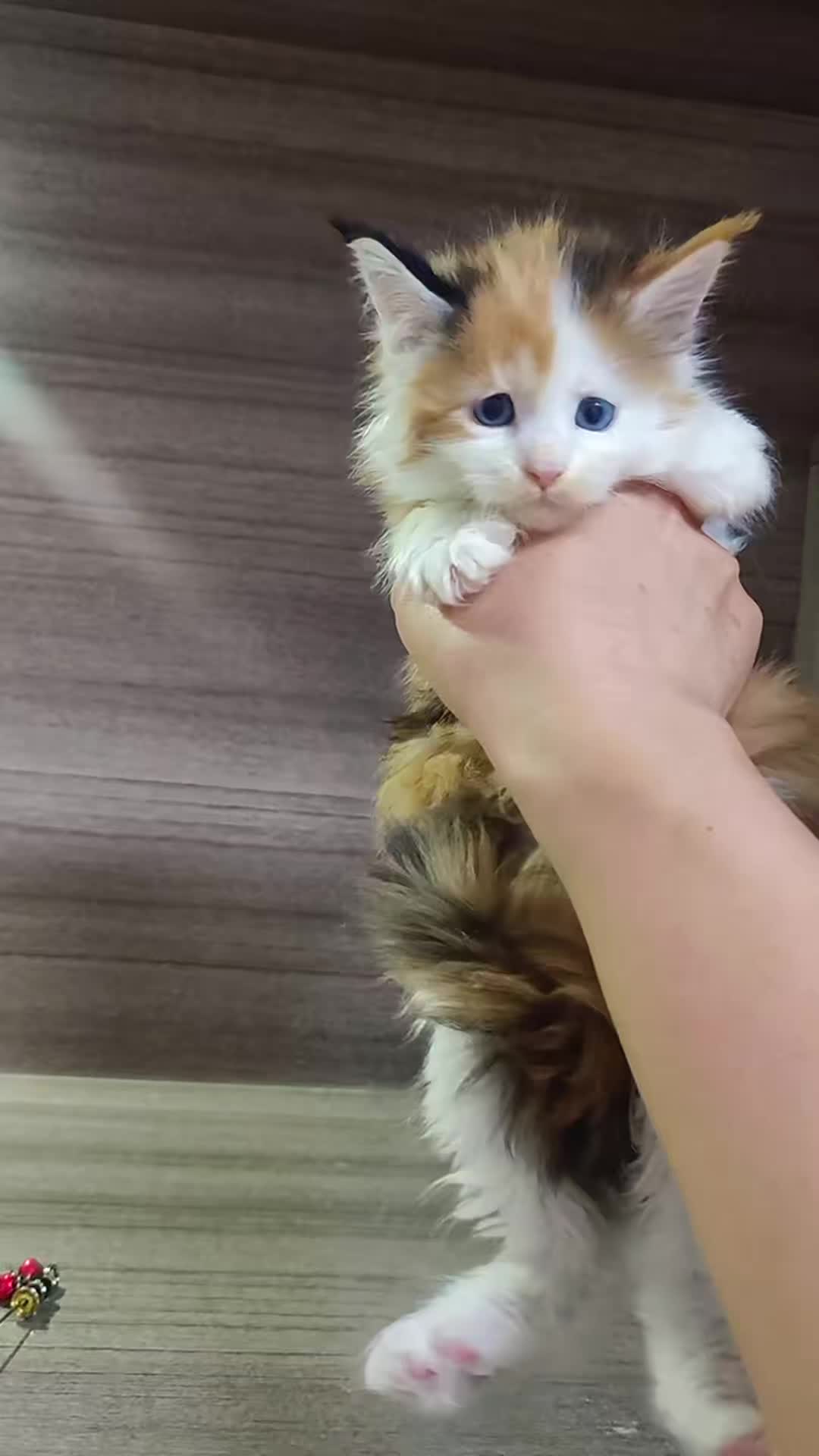 @Majestic Maine Coons 🐾