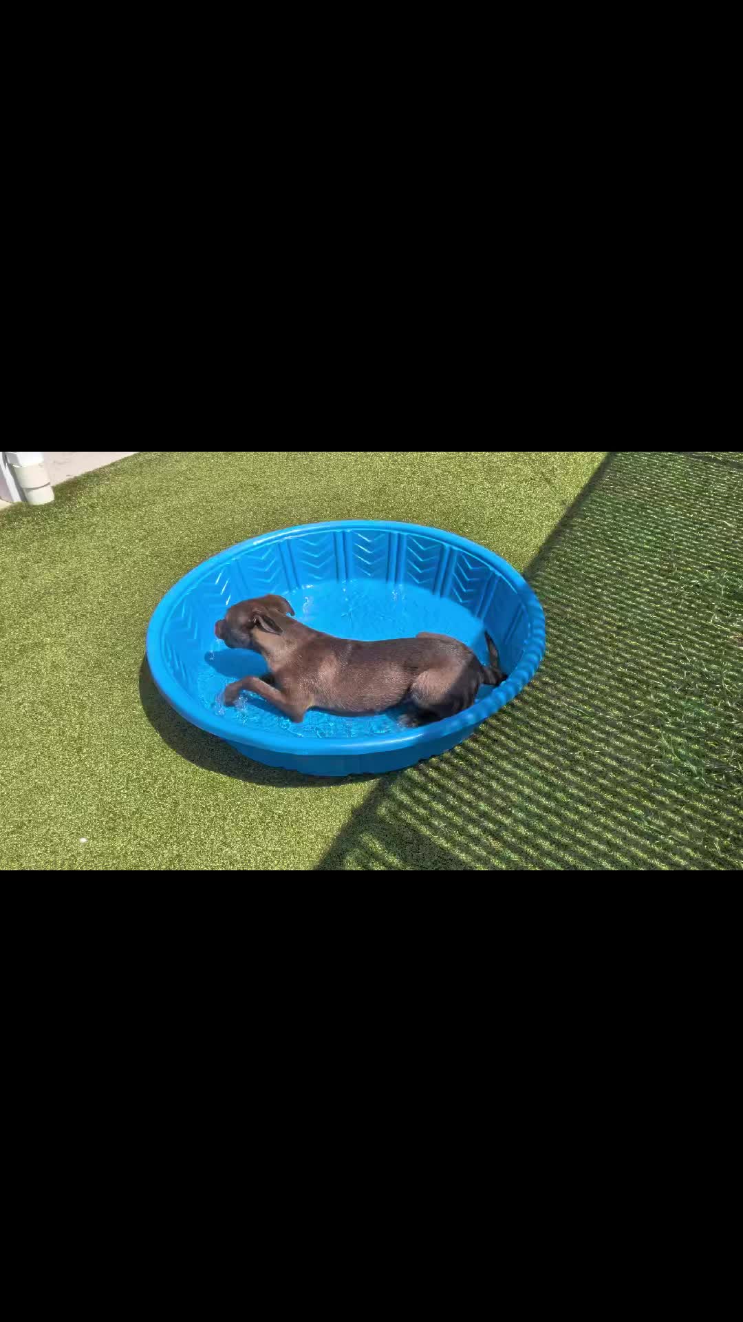 @Shelter Dog Walk Tok
