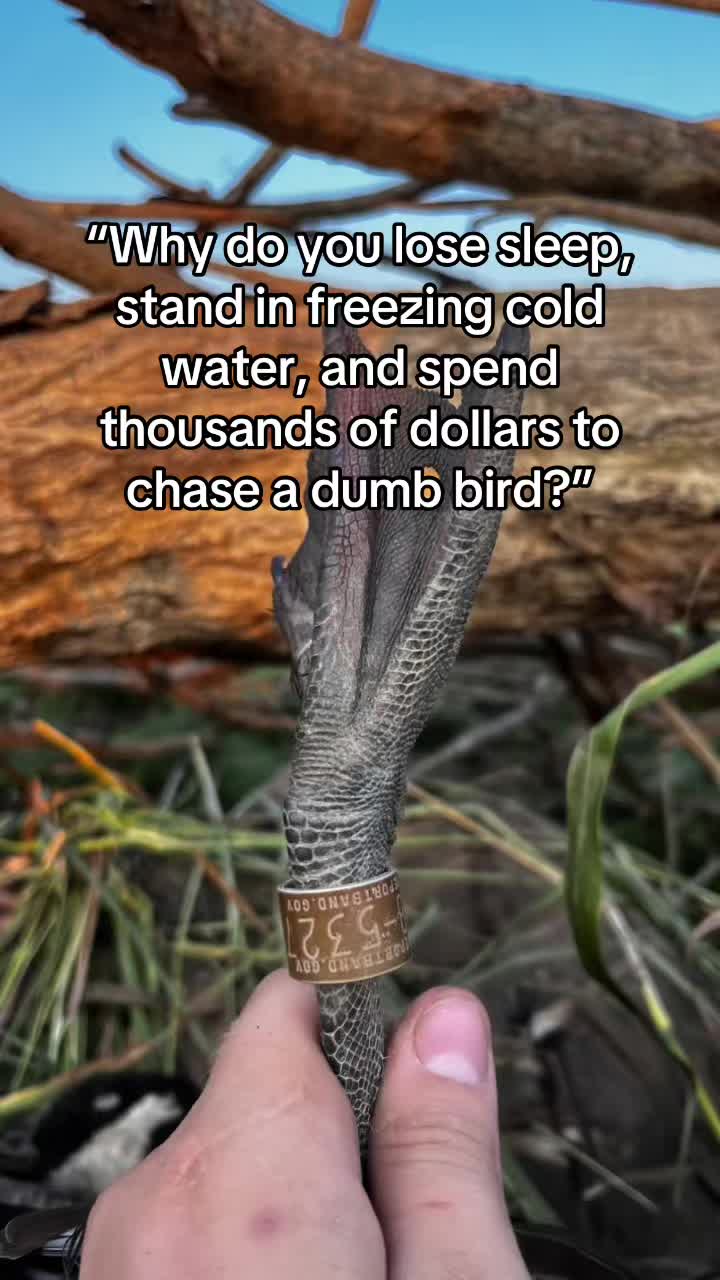 @American Mallard