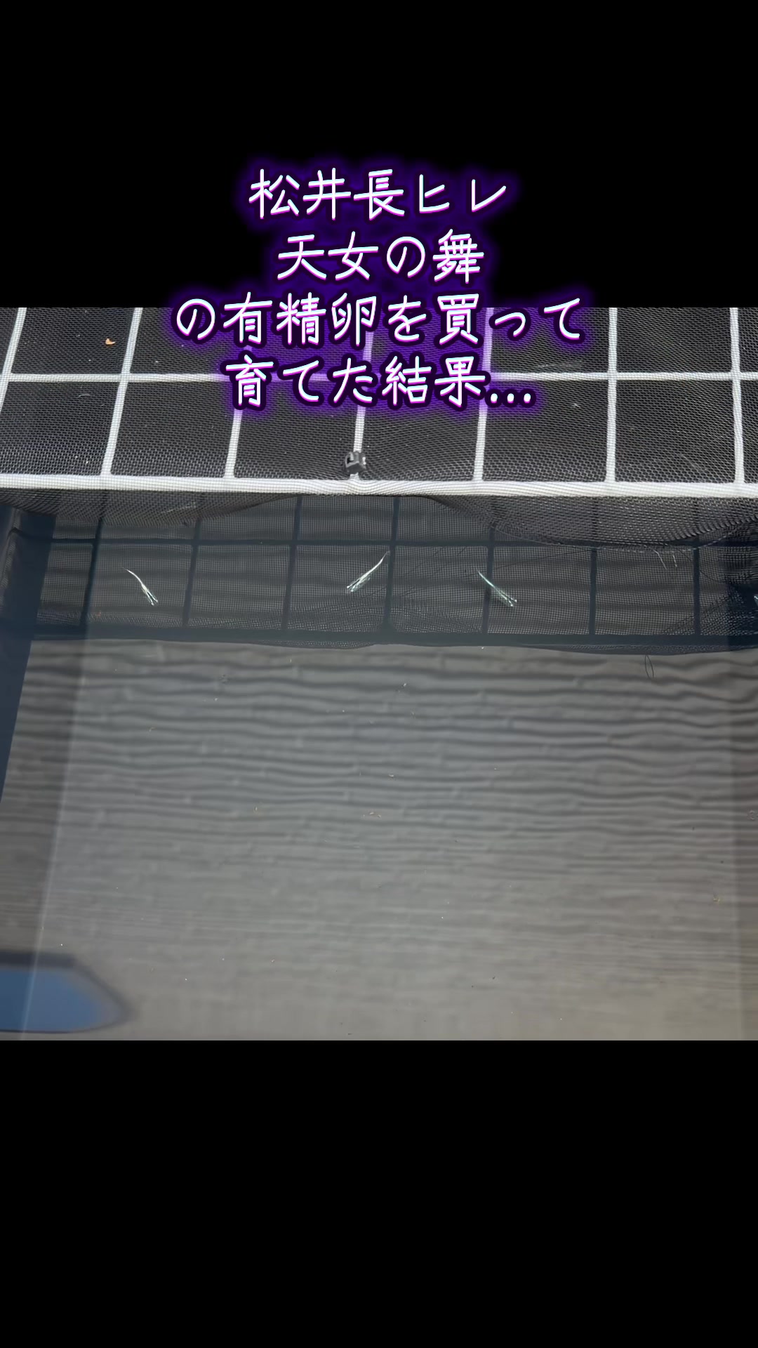 @✌︎·͜·(PᗜN)·͜· ︎︎ᰔᩚ