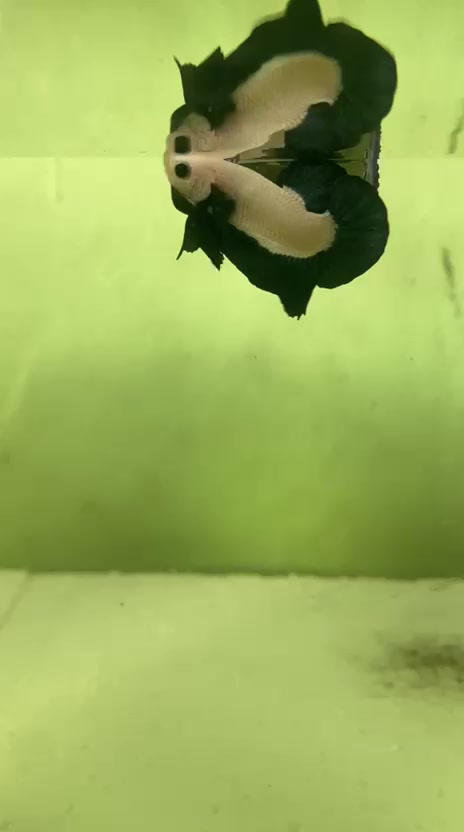 @PetBETTA
