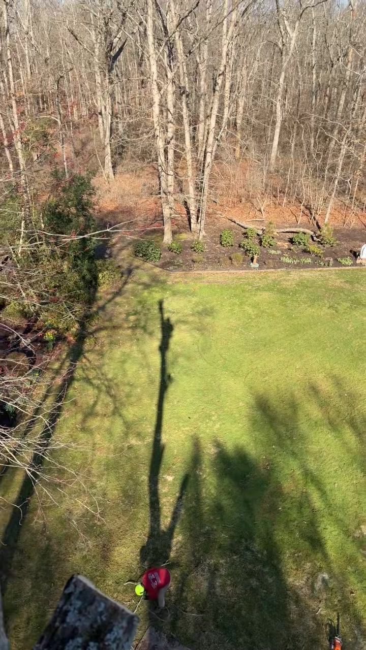 @Buzzsawtrees