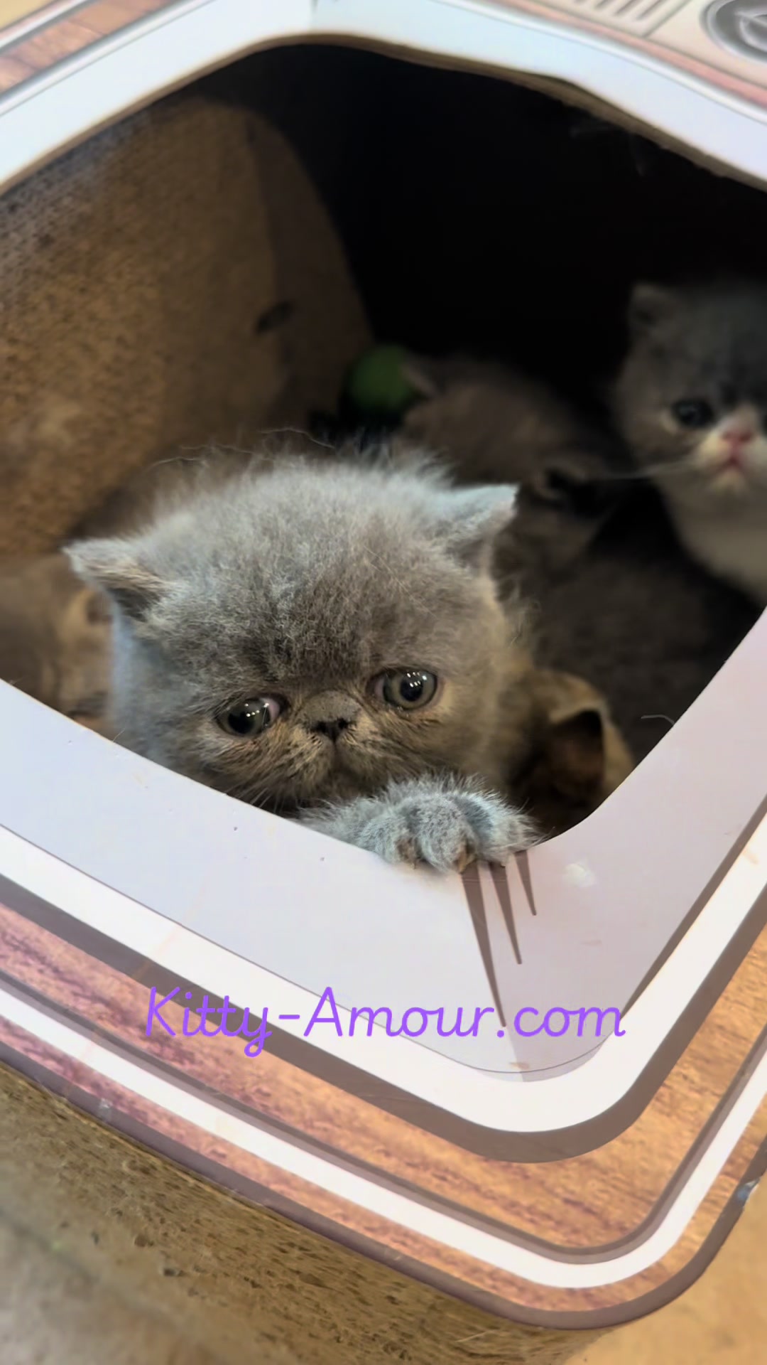 @KittyAmourCattery