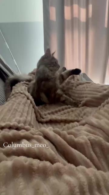 @columbus_mainecoon