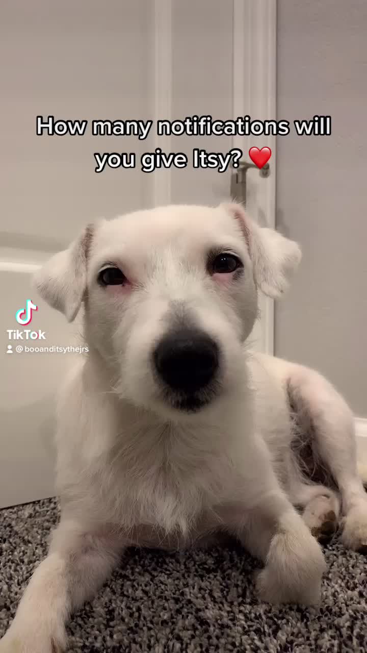 @A dog and his owner